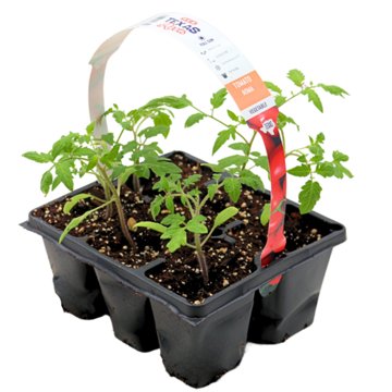 H-E-B Texas Roots Tomato Roma Plant, 6''