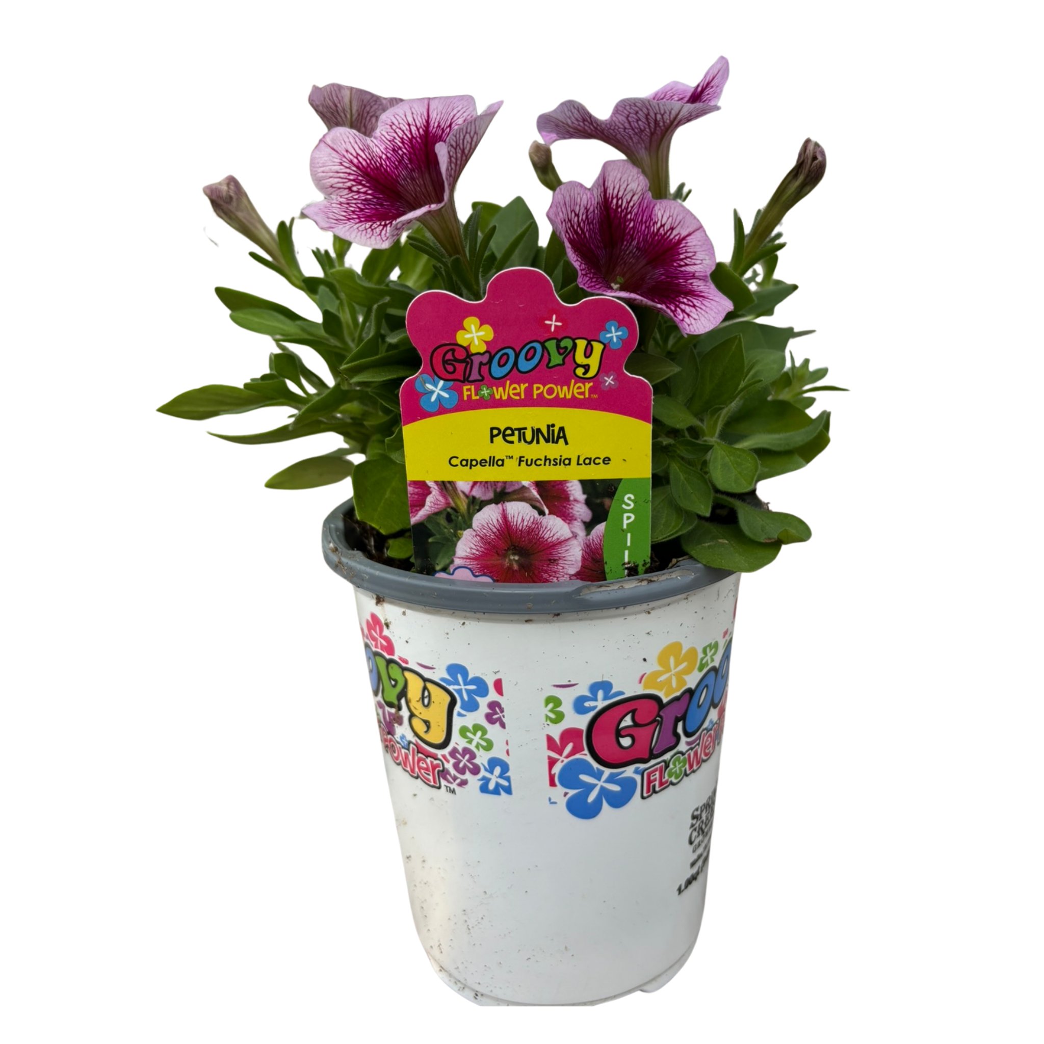 Groovy Flower Power Petunia Capella Fuchsia Lace - Shop Potted