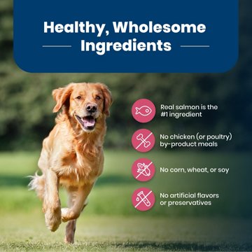 Blue Buffalo Life Protection Formula Dry Dog Food - Salmon