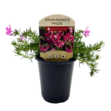 Spring Creek Growers Texas Native Drummond's Phlox, 1 qt