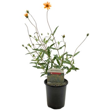 Spring Creek Growers Texas Native Zexmenia, 1 qt