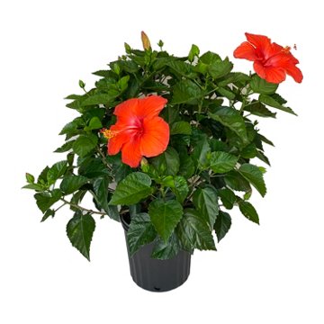 Railroad Nursery Hibiscus Bush, 10''