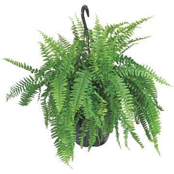 Railroad Nursery Boston Fern Hanging Basket, 10''