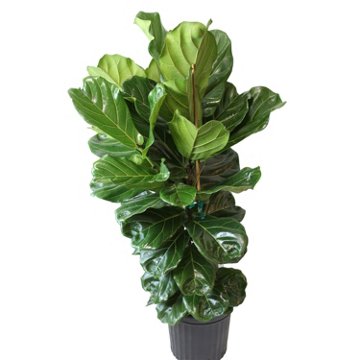 Railroad Nursery Ficus Lyrata, 10''