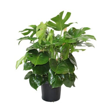 Railroad Nursery Monstera Bush, 10''