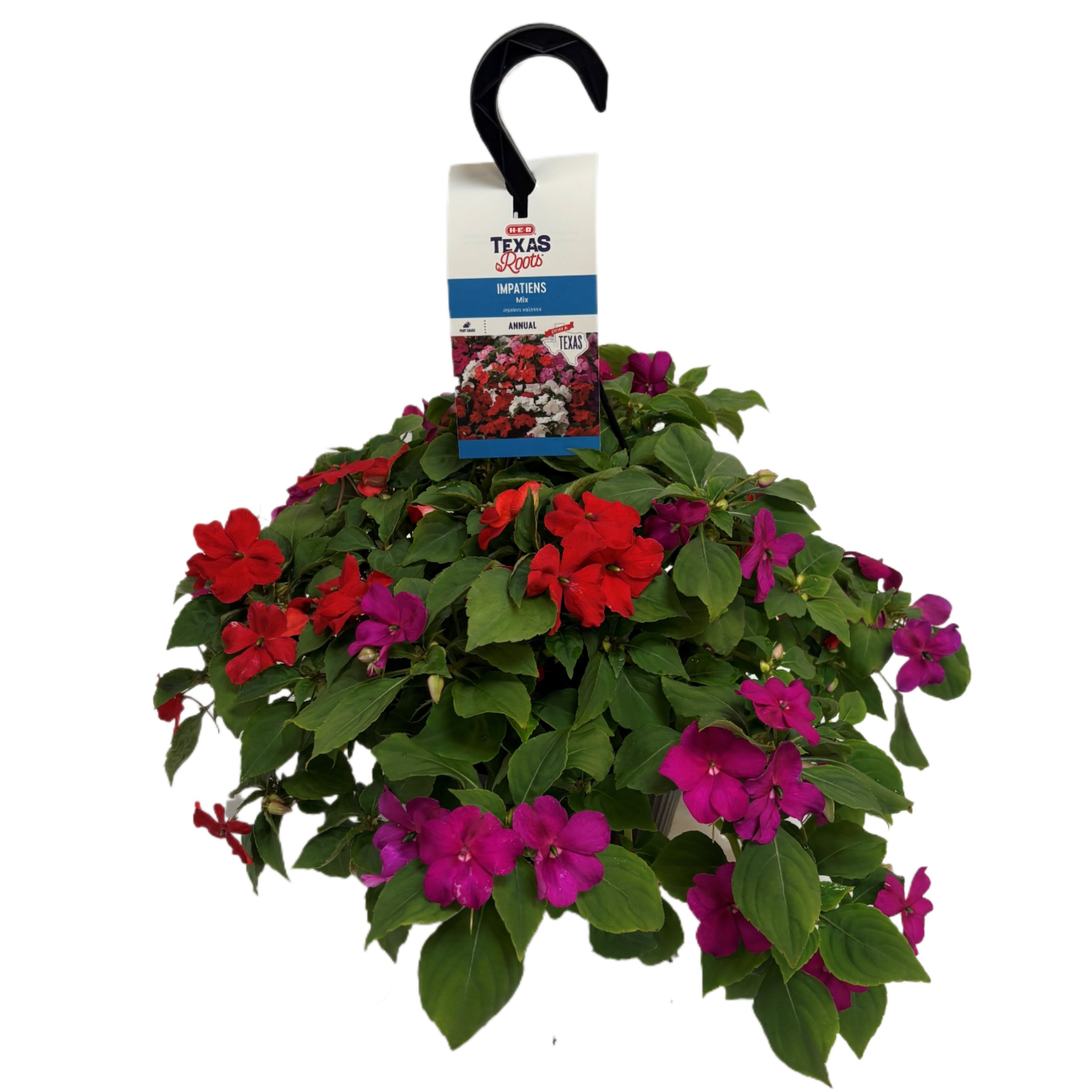 H-E-B Texas Roots Impatiens - Purple, Hanging Basket - Shop Potted ...