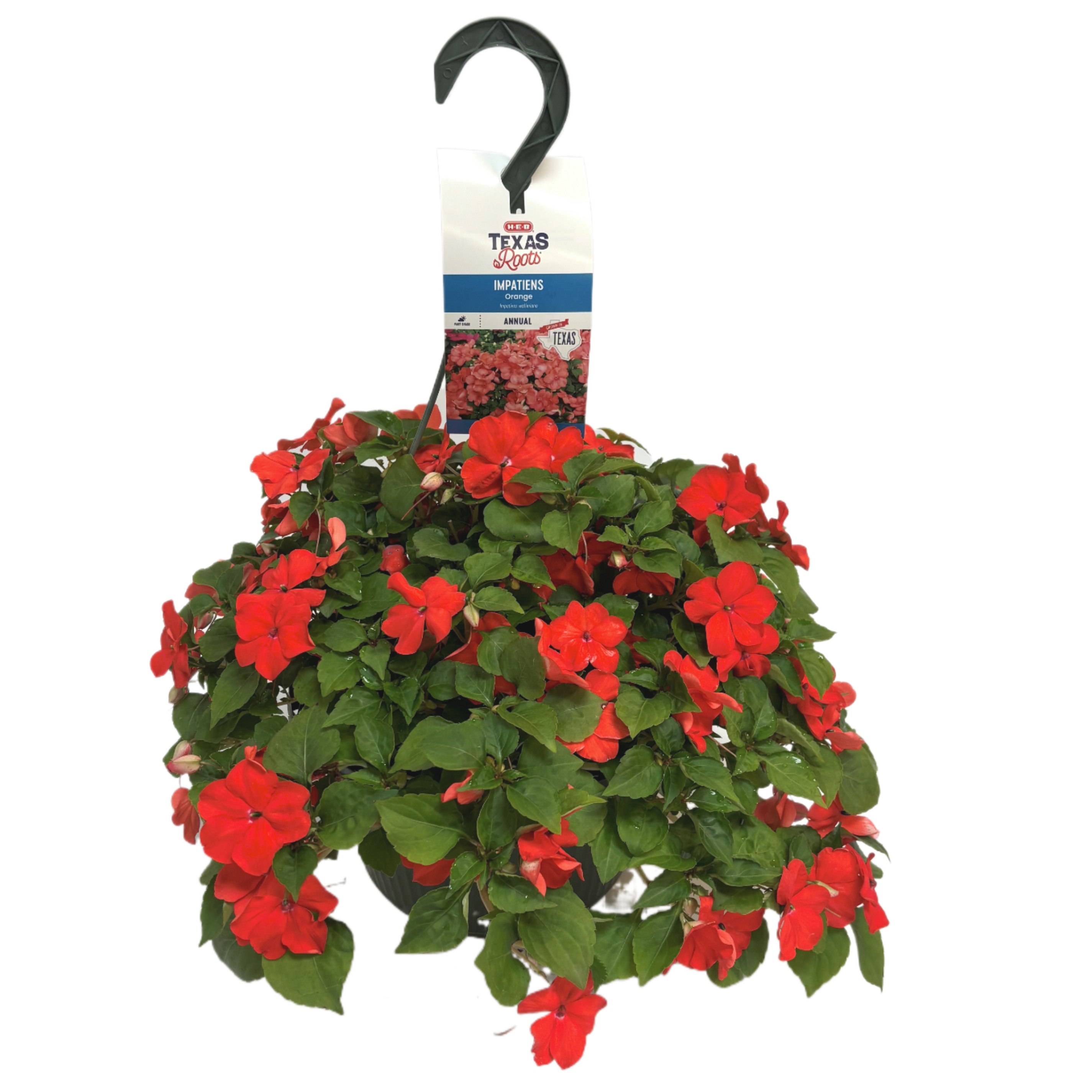 H-E-B Texas Roots Impatiens - Orange, Hanging Basket - Shop Potted ...