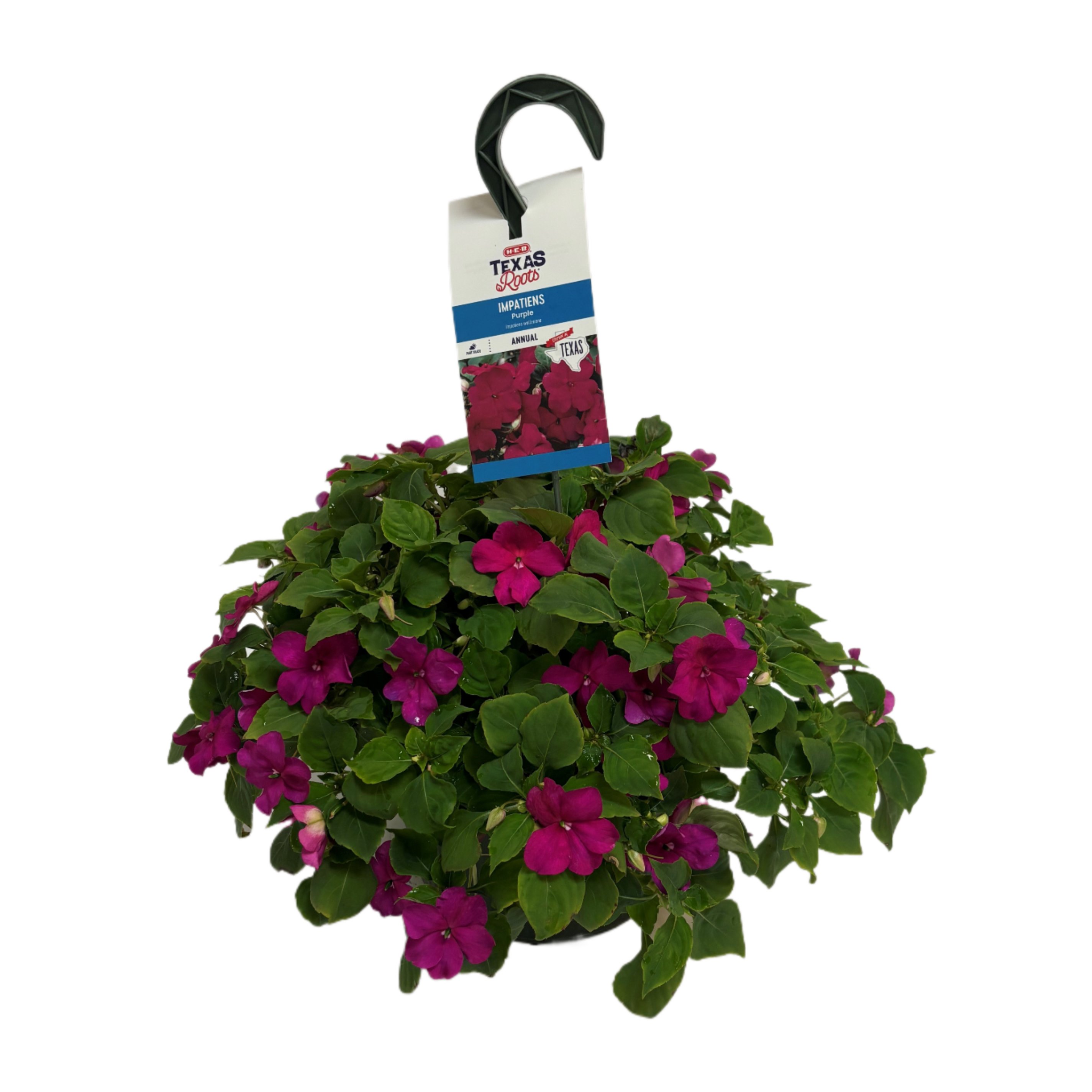 H-E-B Texas Roots Impatiens - Purple, Hanging Basket - Shop Potted ...