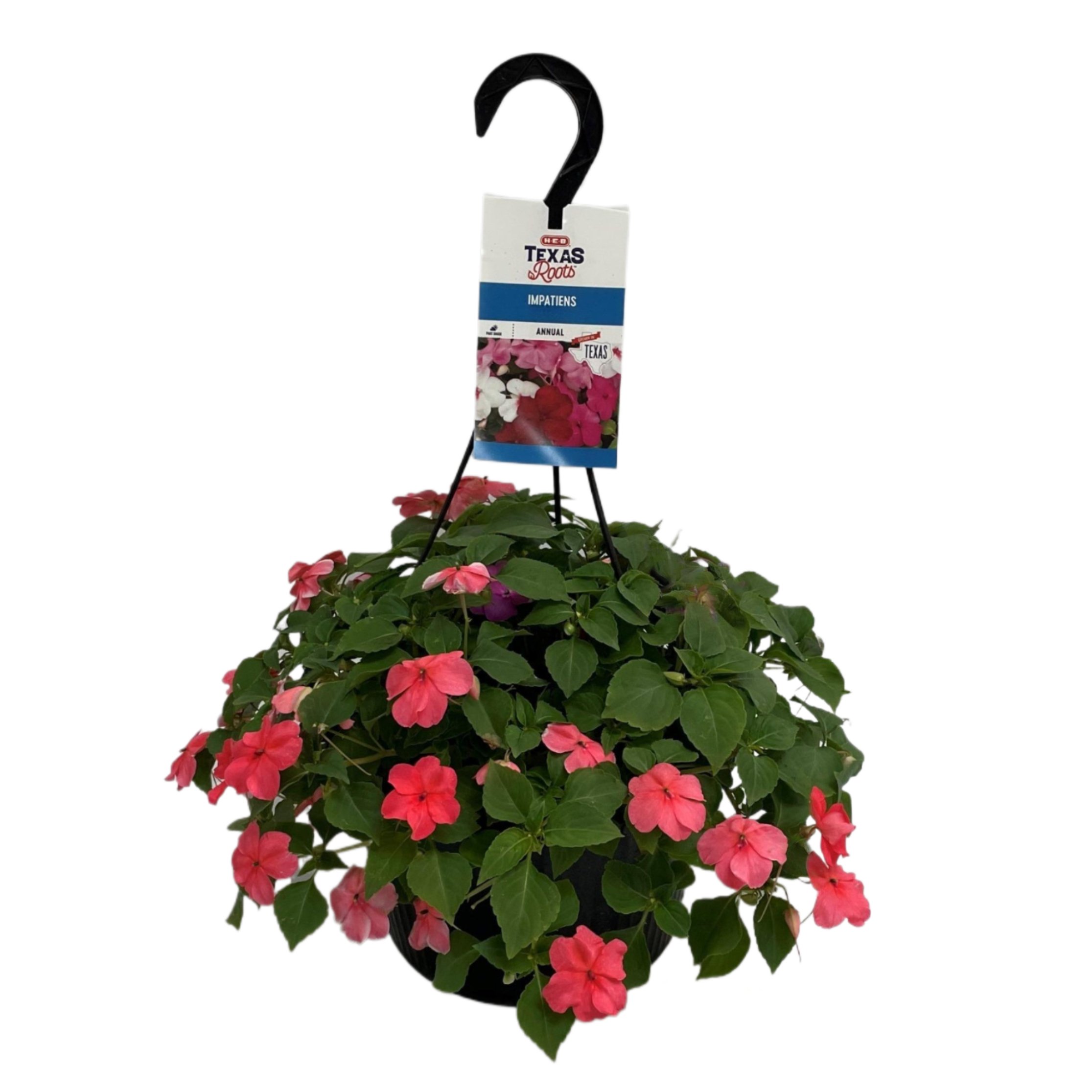H-E-B Texas Roots Impatiens - Pink, Hanging Basket - Shop Potted plants ...