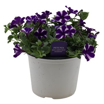 Spring Creek Growers Petunia Red Carpet Blue, 8''