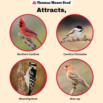 Thomas Moore Feed Songbird Blend Raspberry, 7 lb