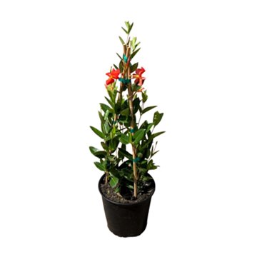 Greenleaf Nursery Mandevilla - Sun Parasol Fired-up Orange, 2 gal