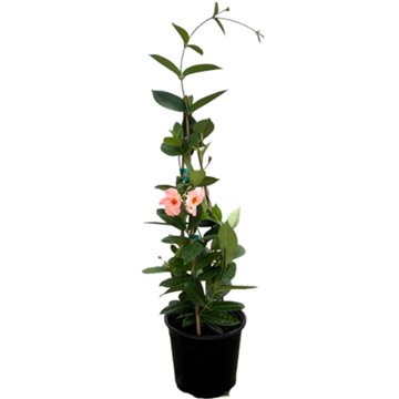 Greenleaf Nursery Sun Parasol Giant Peach Mandevillea, 2 gal