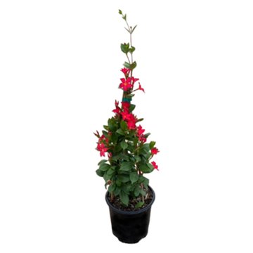 Greenleaf Nursery Mandevilla - Sun Parasol Fired-up Coral, 2 gal
