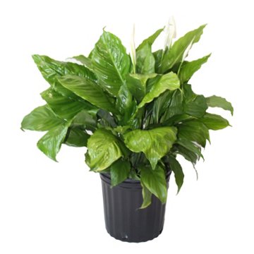 Railroad Nursery Spathiphyllum Peace Lily, 10''