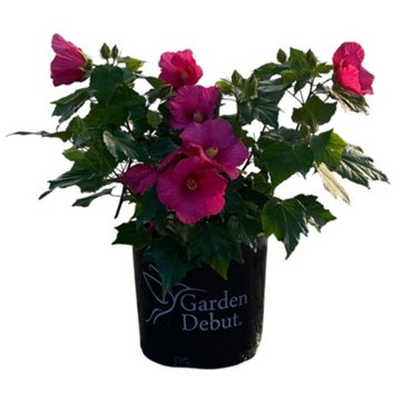 Greenleaf Nursery Big Hit Red Hardy Hibiscus, 3 gal