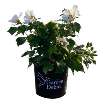 Greenleaf Nursery Big Hit White Hardy Hibiscus, 3 gal