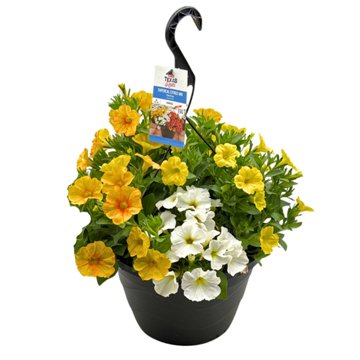 H-E-B Texas Roots Petchoa Citrus Mix Hanging Basket, 10''