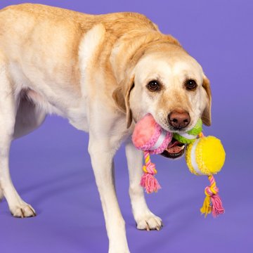 Woof & Whiskers Macarons On Rope Dog Toy