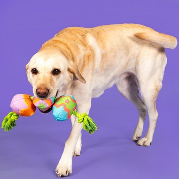 Woof & Whiskers 3 Eggs On Rope Dog Toy