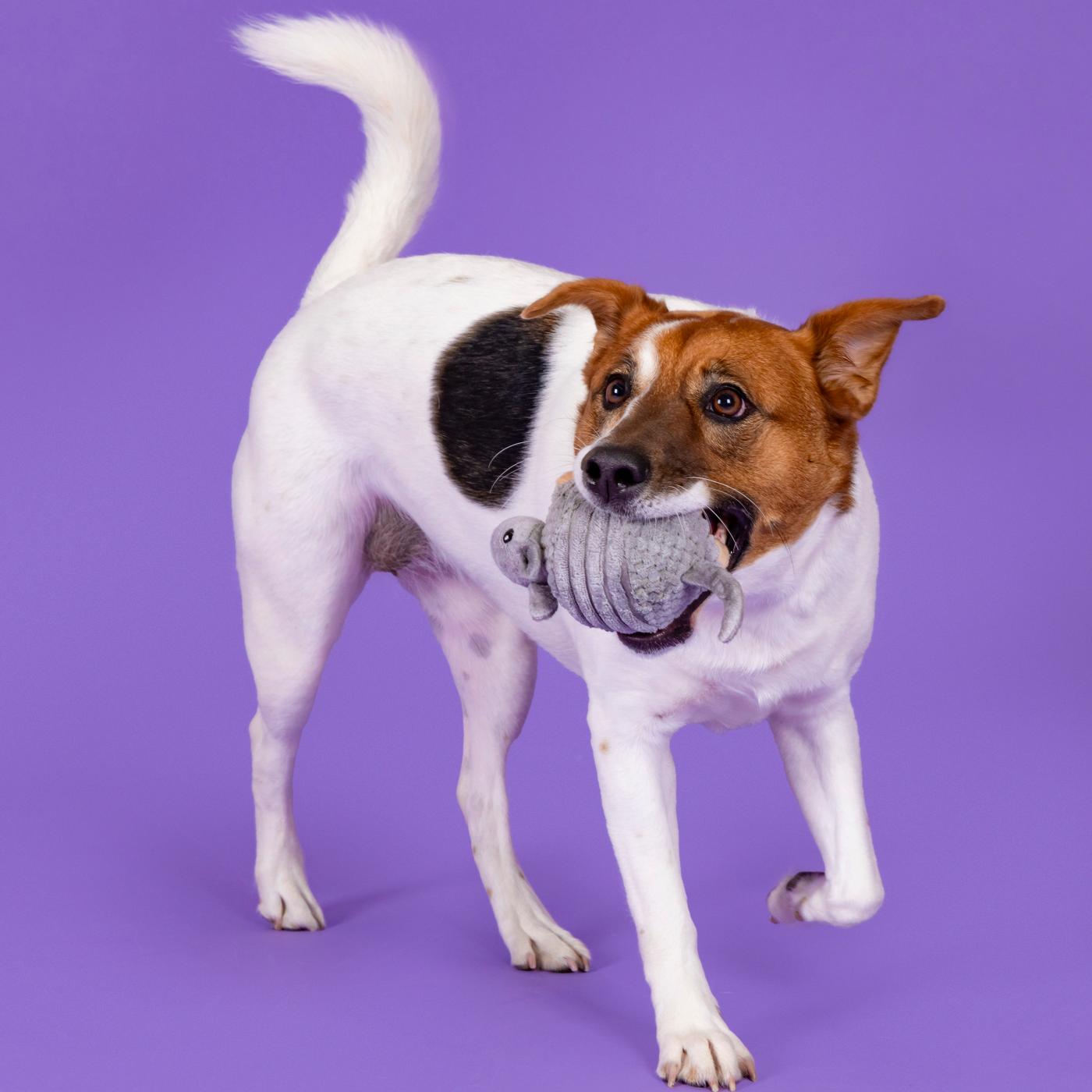 Woof & Whiskers Armadillo Dog Toy; image 4 of 5