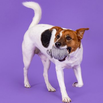 Woof & Whiskers Armadillo Dog Toy