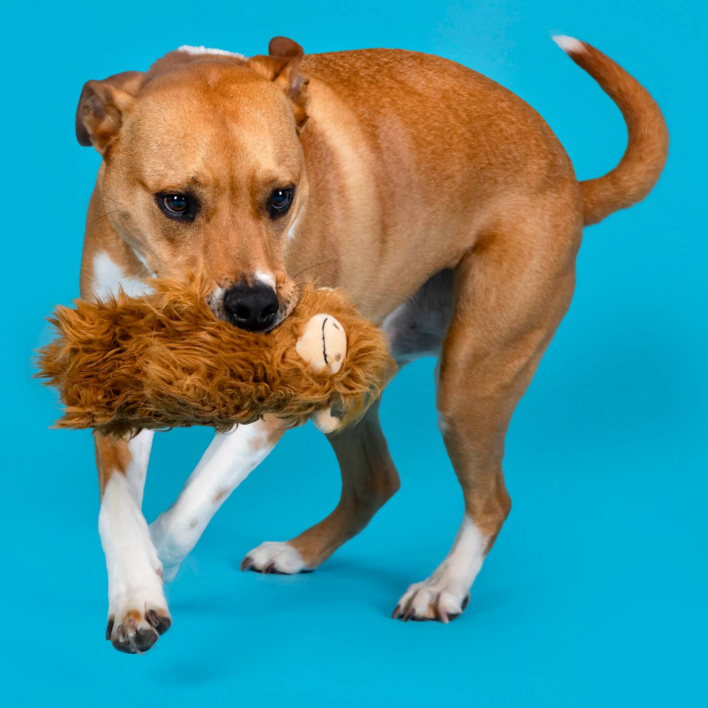 Woof & Whiskers Highland Cow Dog Toy; image 4 of 5