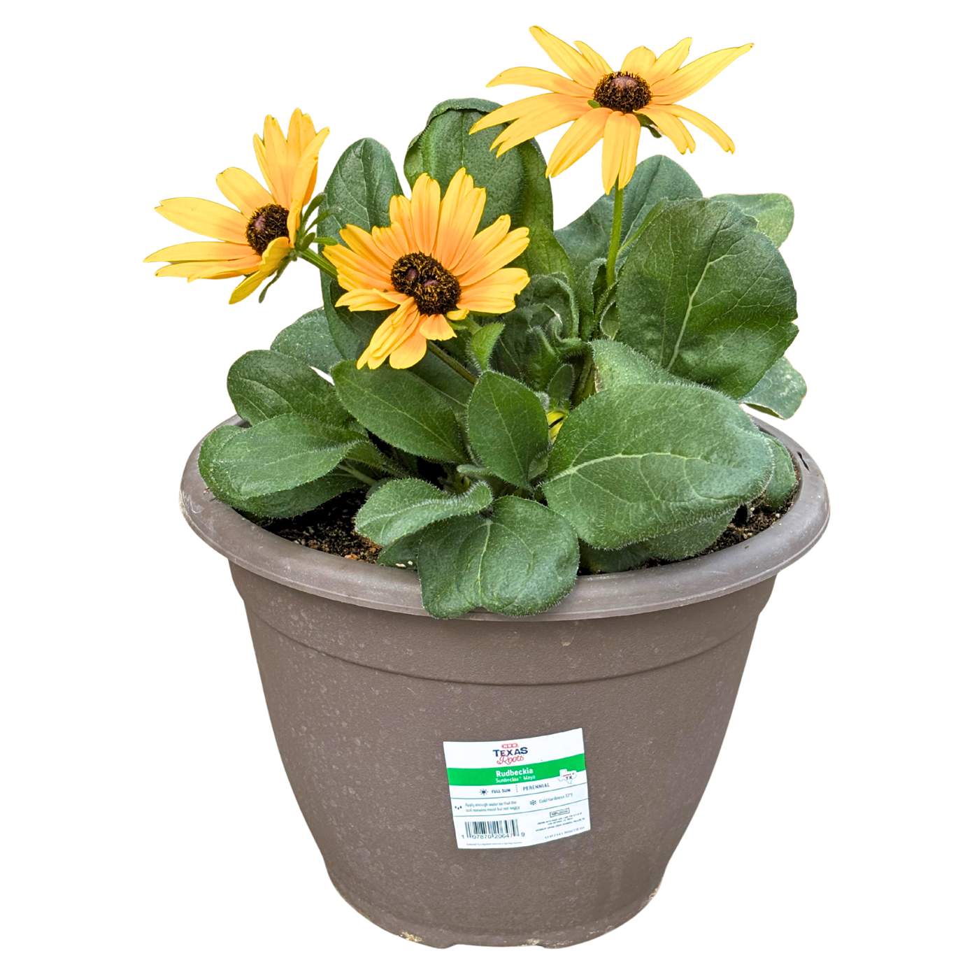 H-E-B Texas Roots Rudbeckia Sunbeckia Bicolor Single Flowers Plant ...