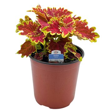 H-E-B Texas Roots Coleus Vulcan Annual Plant, 8''