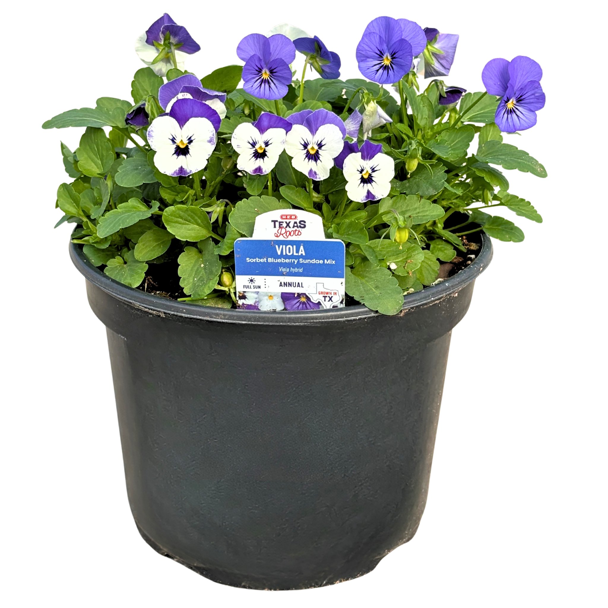 H-E-B Texas Roots Viola Blueberry Sundae Mix - Shop Potted plants at H-E-B