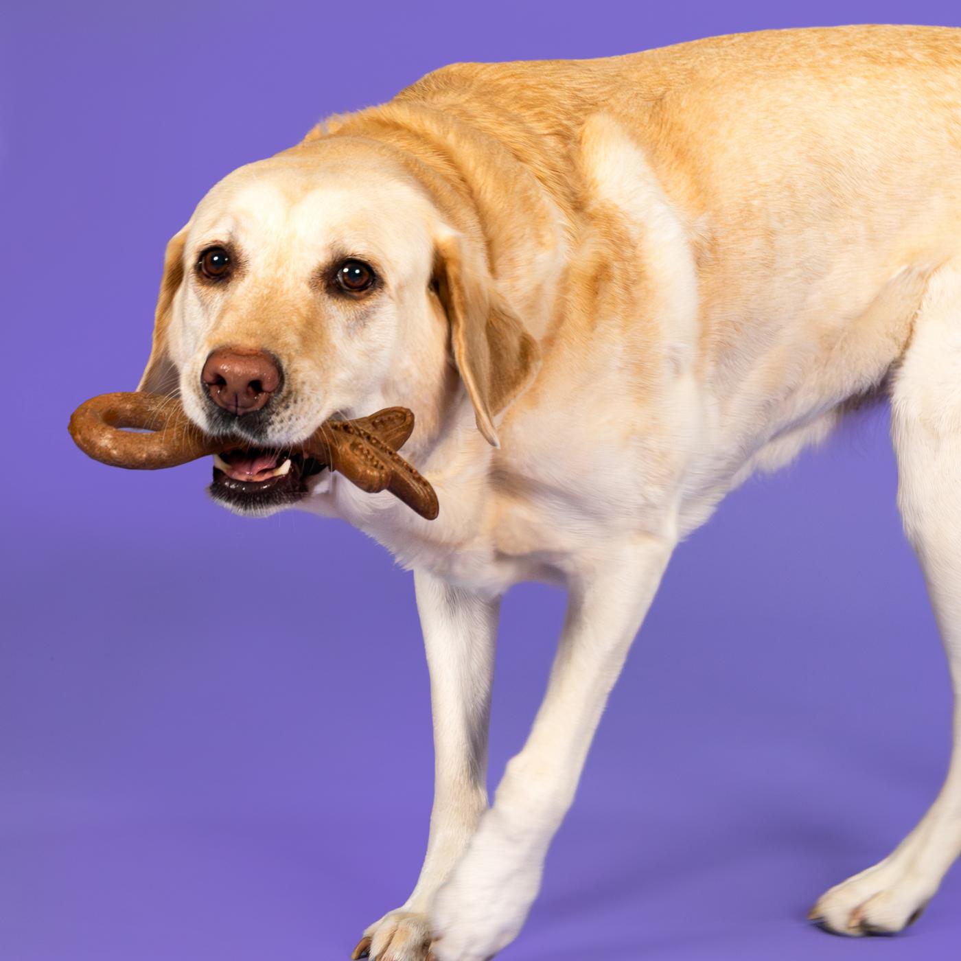 Woof & Whiskers Nylon Branch With Loop Dog Toy; image 3 of 4