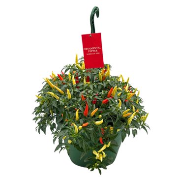 Spring Creek Growers Ornamental Pepper Basket Of Fire, 10''