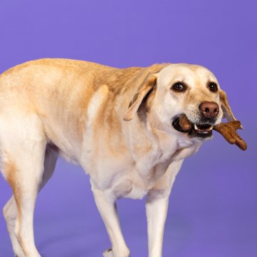 Woof & Whiskers Nylon Branch Dog Toy