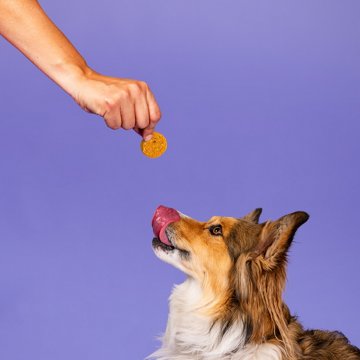 Woof & Whiskers Round Bites Dog Treats - Chicken & Sweet Potato with Carrot, 4.51 oz