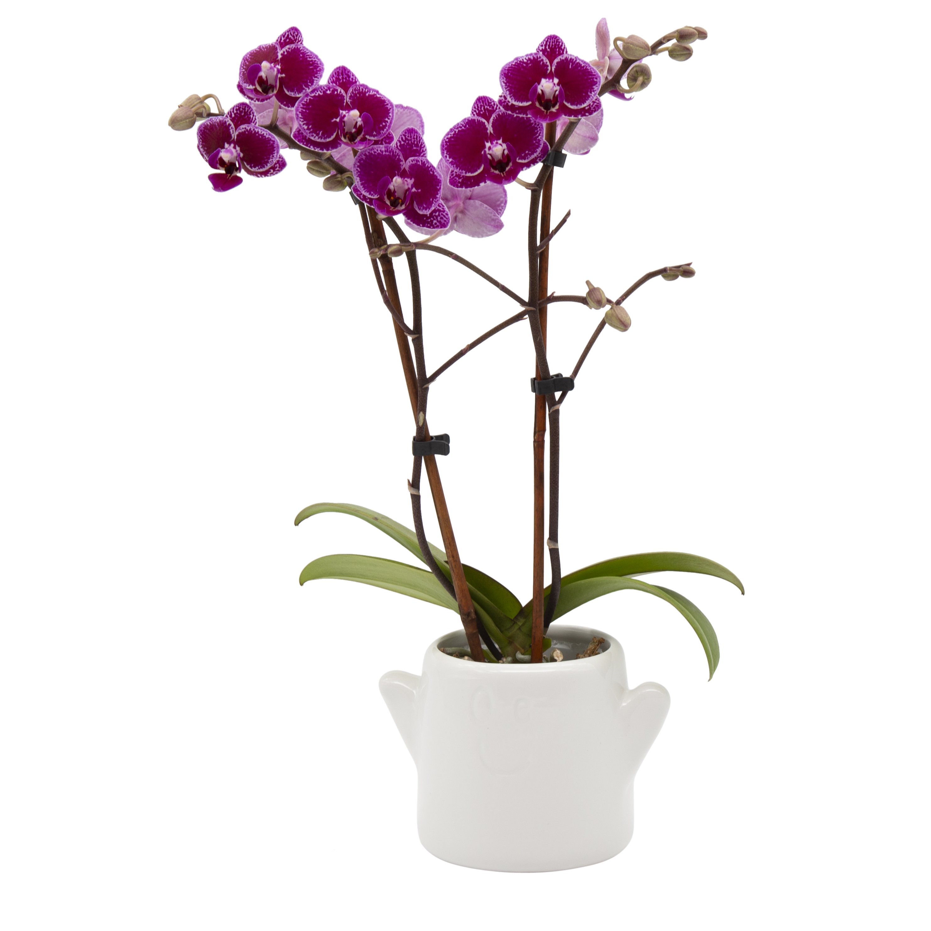 Floral Orchid in Ghost Ceramic - Shop Flowers & arrangements at H-E-B