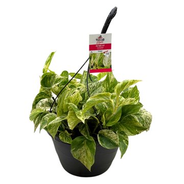 H-E-B Texas Roots Variegated Pothos Ivy, 10''