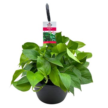 H-E-B Texas Roots Pothos Ivy Green, 10''