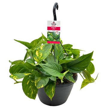 H-E-B Texas Roots Pothos Ivy Golden, 10''