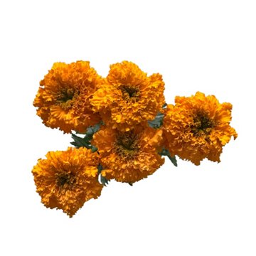 Floral 5 Stem Marigold Bunch