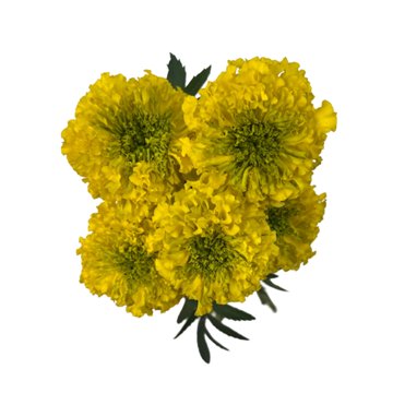 Floral 5 Stem Marigold Bunch