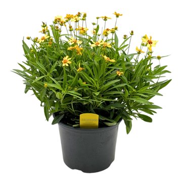 Spring Creek Growers Coreopsis Uptick Yellow & Red, 8''