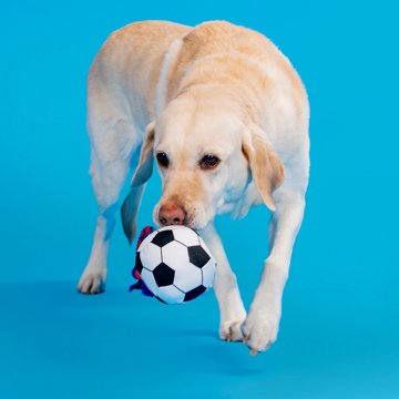 Woof & Whiskers Soccer Ball On Rope Dog Toy