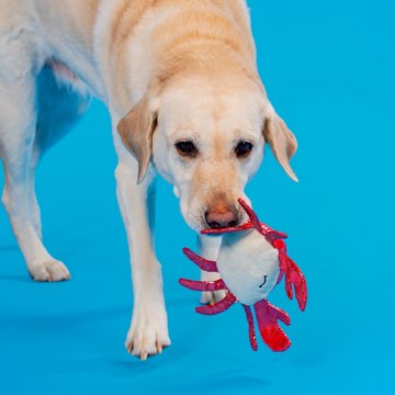 Woof & Whiskers Crab Dog Toy