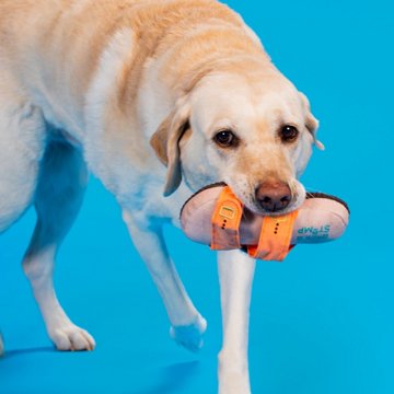 Woof & Whiskers Barkenstock Dog Toy