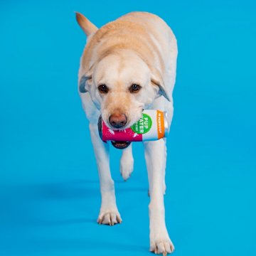Woof & Whiskers Pup Water Dog Toy