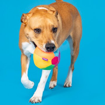 Woof & Whiskers Beach Ball Dog Toy
