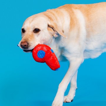 Woof & Whiskers Whistle Dog Toy