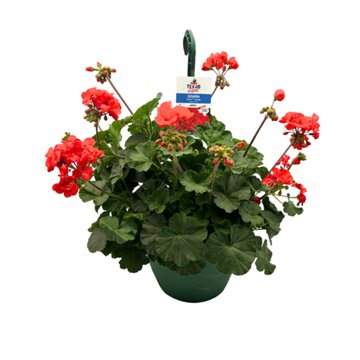 H-E-B Texas Roots Geranium Solera Orange Hanging Basket, 10''