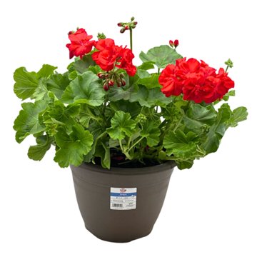 H-E-B Texas Roots Geranium Calliope Medium Red, 10''