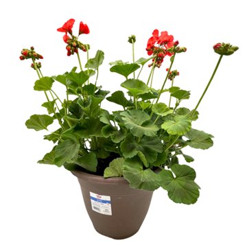 H-E-B Texas Roots Geranium Dynamo Orange, 10''